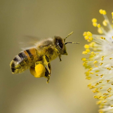 Honey Bee Thumbnail by P.manchev - Public Domain