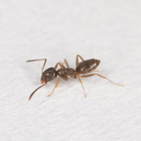 Odorous House Ants - Brian Gratwicke [CC BY 2.0]