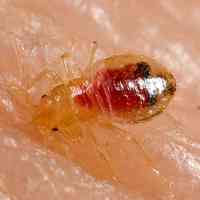 Bed Bug Thumbnail by CDC - Public Domain