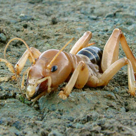 Jerusalem Cricket Control: Facts & How to Get Rid of ...