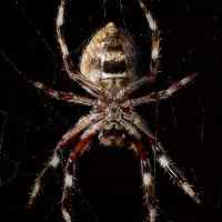 Spider Thumbnail by Peripitus CC-BY-SA-3.0