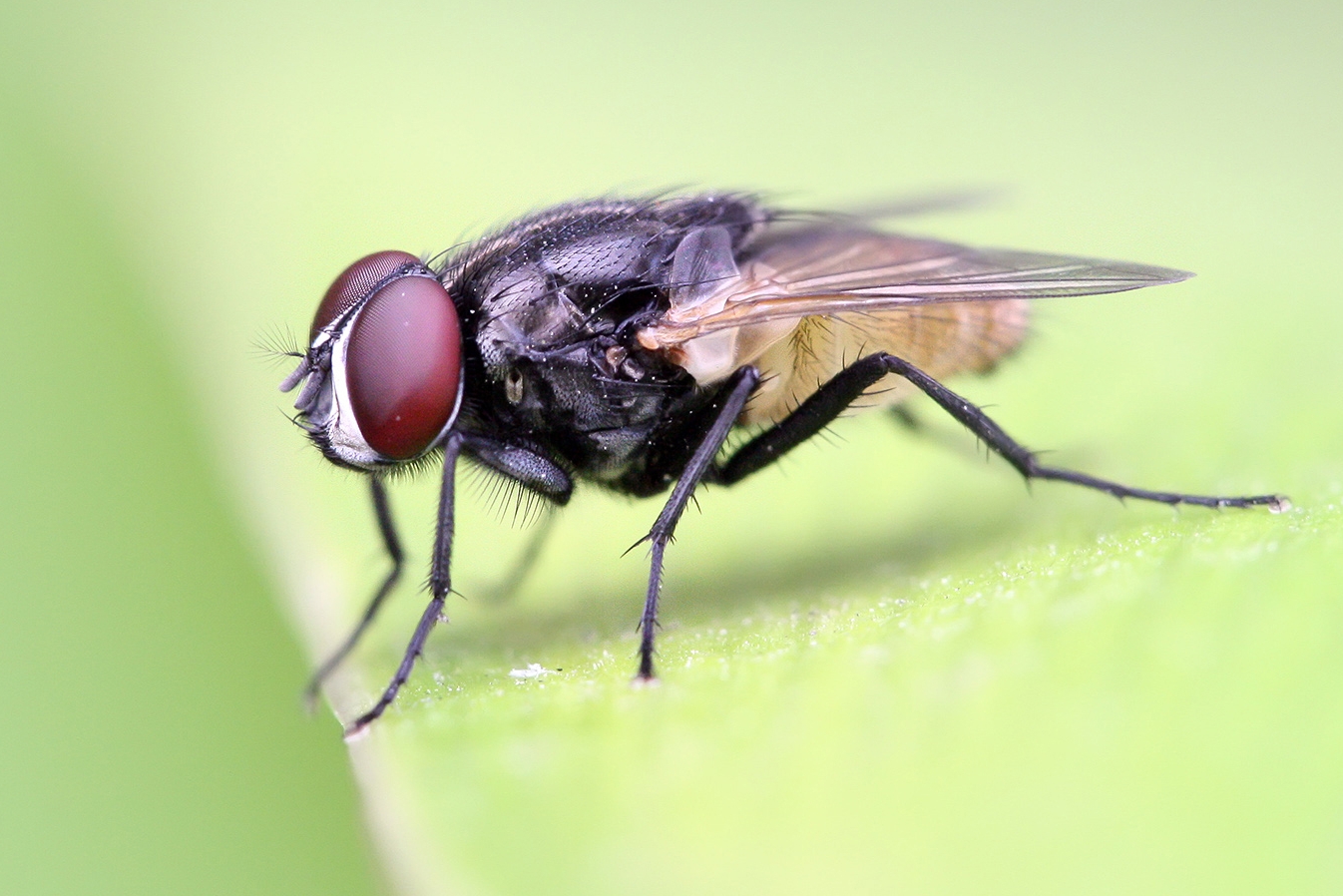 Common Housefly Life Cycle And Health Risks Explained Common Housefly Life Cycle And Health Risks Explained