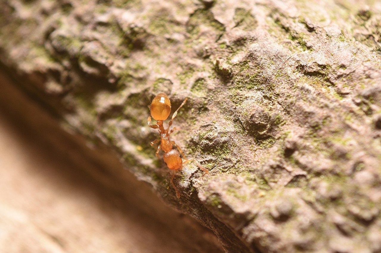 Thief Ants: Identification, Facts, & Control